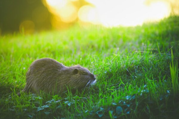 Invasive Animals in Texas: Battling the Threat of Feral Hogs and Nutria