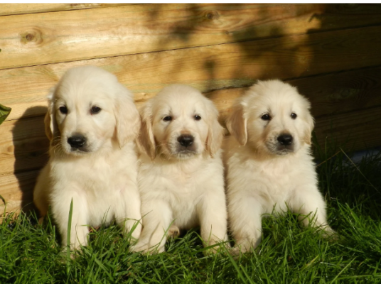 John Woofington and His Golden Retriever Army