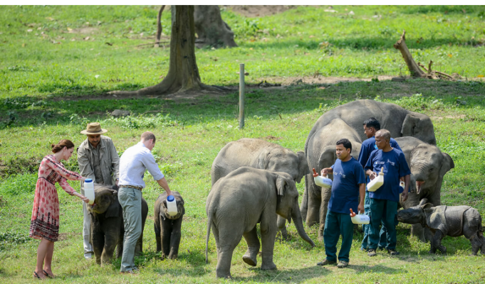 Wildlife Conservation in Crisis: Madison County's Struggle for Adequate Wildlife Rehabilitation