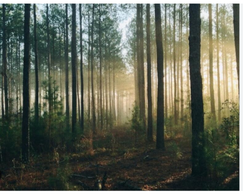 Delve into Conservation: FWC Hosts Event at Telogia Creek Wildlife Management Area