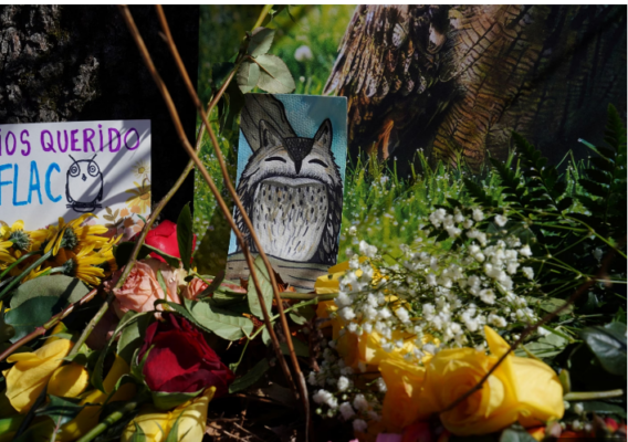 Honoring Flaco: Central Park Memorial Service Celebrates the Legacy of a Free-Spirited Owl