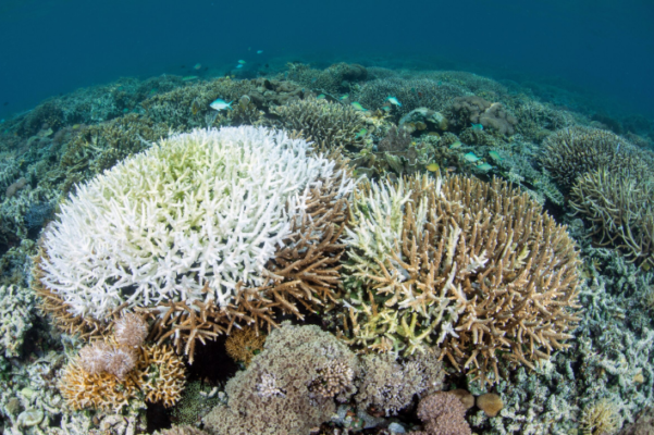 Unveiling the Microbial Dynamics of Coral Bleaching Susceptibility