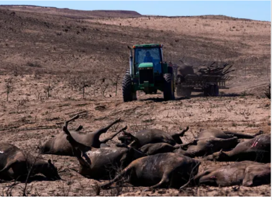 Texans Unite in the Face of Devastating Panhandle Wildfires