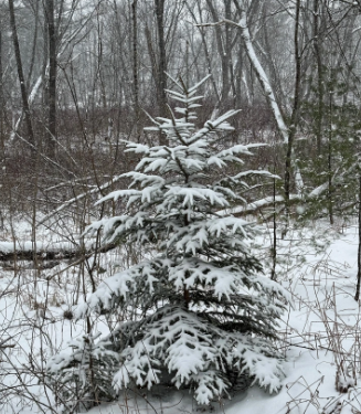 Embracing Winter: Anticipating Snow Flurries in the Tri-State Area Amidst a Deep Freeze