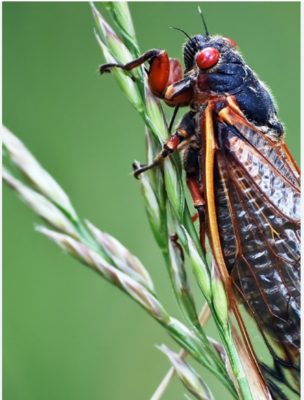 Cicadas