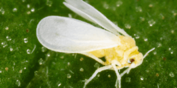 The Battle Against Silverleaf Whiteflies: UGA-Led Research Aims to Protect Southeastern Crops