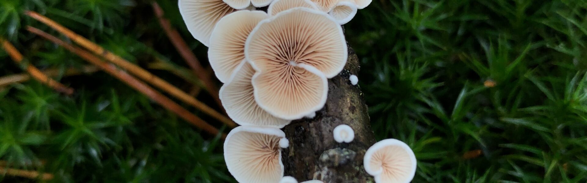 Rising Alarm in California's East Bay and Surrounding Areas as Toxic Fungi Proliferate