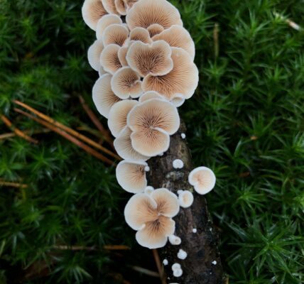 Rising Alarm in California's East Bay and Surrounding Areas as Toxic Fungi Proliferate