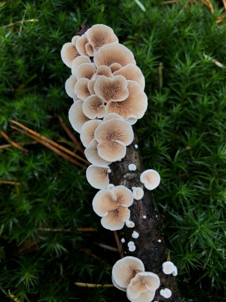 Rising Alarm in California's East Bay and Surrounding Areas as Toxic Fungi Proliferate