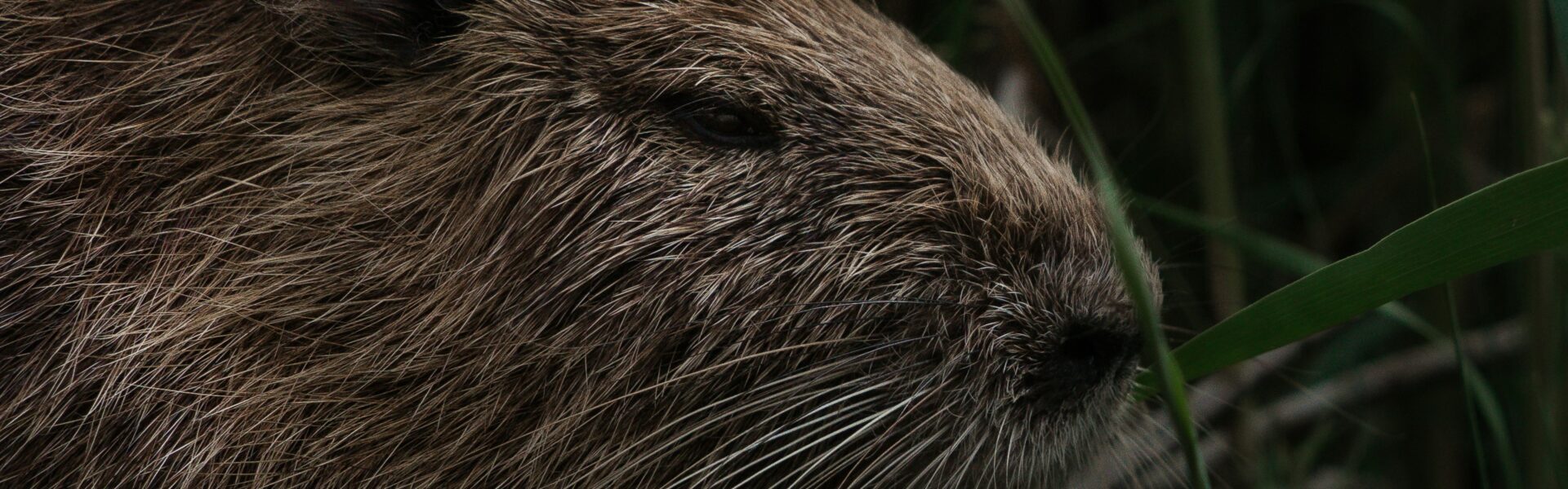 Invasive Animals in Texas: Battling the Threat of Feral Hogs and Nutria