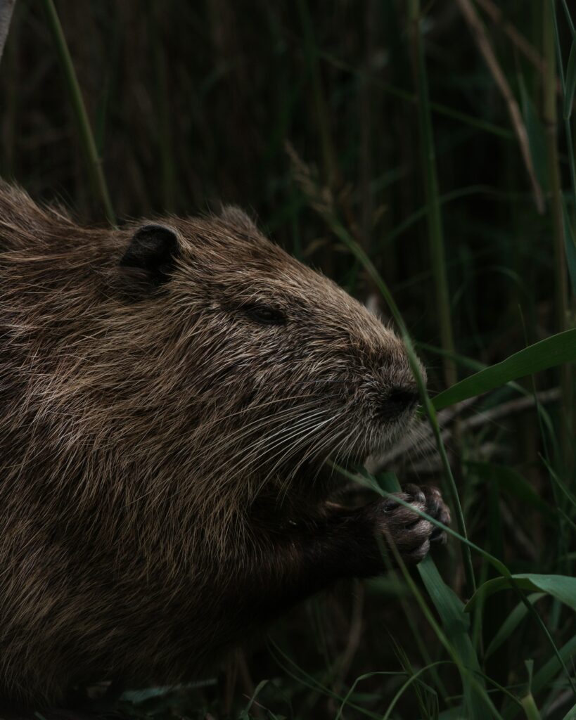 Invasive Animals in Texas: Battling the Threat of Feral Hogs and Nutria