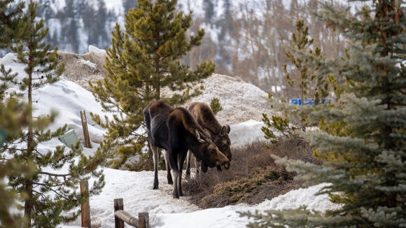 Protecting Wintering Wildlife: Colorado Parks and Wildlife's Educational Initiative