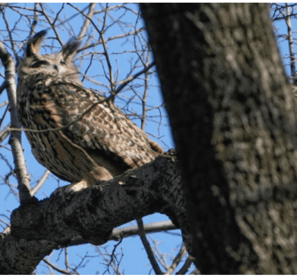 Honoring Flaco: Central Park Memorial Service Celebrates the Legacy of a Free-Spirited Owl