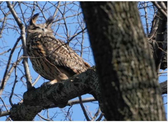 Honoring Flaco: Central Park Memorial Service Celebrates the Legacy of a Free-Spirited Owl