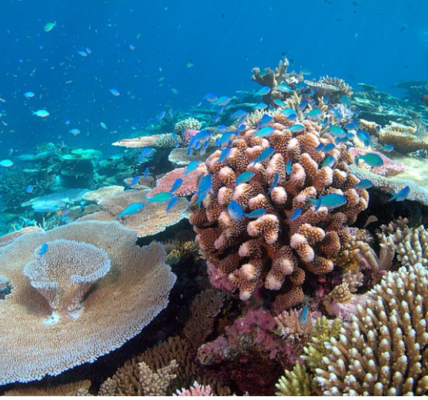 Unveiling the Microbial Dynamics of Coral Bleaching Susceptibility