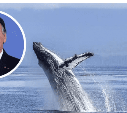 The Whale Encounter: Bolsonaro's Allegations of Harassment and Political Backlash